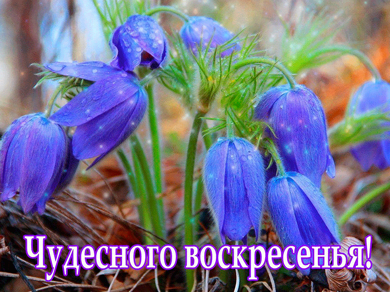 Открытки Хорошего воскресенья. Воскресенье пришло. С добрым воскресным утром. Хорошего воскресного дня. Открытки и картинки с пожеланиями. Хорошего воскресенья. Воскресенье пришло. С добрым воскресным утром. Хорошего воскресного дня. Счастливого воскресенья. Доброго воскресенья.