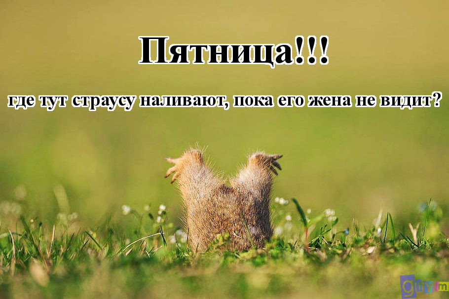 Открытки С пятницей, хорошей пятницы, доброй пятницы, хорошего конца недели. Открытки с пятницей! С пятницей, хорошей пятницы, доброй пятницы, хорошего конца недели. Открытки с пятницей! Открытки и пожелания, поздравления с пятницей. Открытки Ура пятница. Уже пятница!